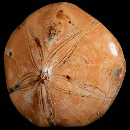 56MM Pygurus Marmonti Sea Urchin Fossil Sand Dollar Jurassic Age Madagascar