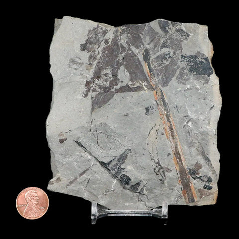 Calamites Stem Section Plant Leafs Fossil Carboniferous Age Breathitt FM, KY - Fossil Age Minerals