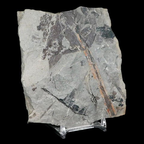 Calamites Stem Section Plant Leafs Fossil Carboniferous Age Breathitt FM, KY - Fossil Age Minerals