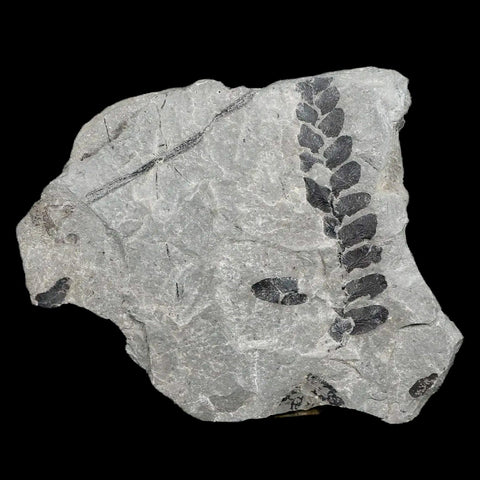 2" Neuropteris SP Fern Plant Leaf Fossil Carboniferous Age Breathitt FM, Leslie CTY, KY - Fossil Age Minerals