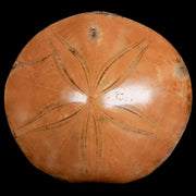 67MM Pygurus Marmonti Sea Urchin Fossil Sand Dollar Jurassic Age Madagascar