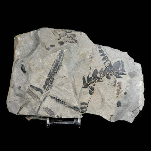 Neuropteris SP Fern Plant Leaves Fossil Carboniferous Age Breathitt FM, Leslie CTY, KY - Fossil Age Minerals