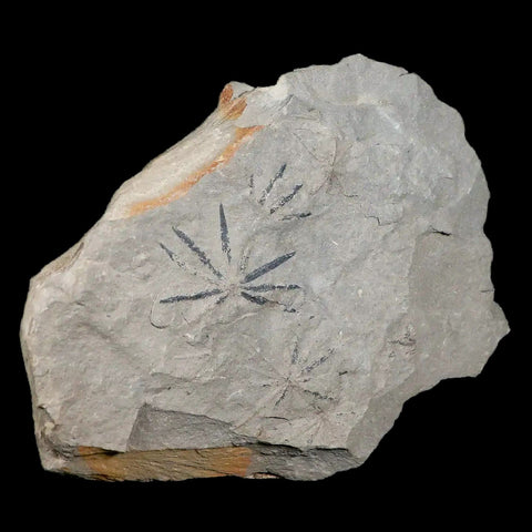 Annularia Plant Leaf Fossil Carboniferous Breathitt Formation, Leslie Cty, Kentucky - Fossil Age Minerals
