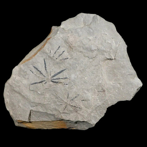 Annularia Plant Leaf Fossil Carboniferous Breathitt Formation, Leslie Cty, Kentucky - Fossil Age Minerals