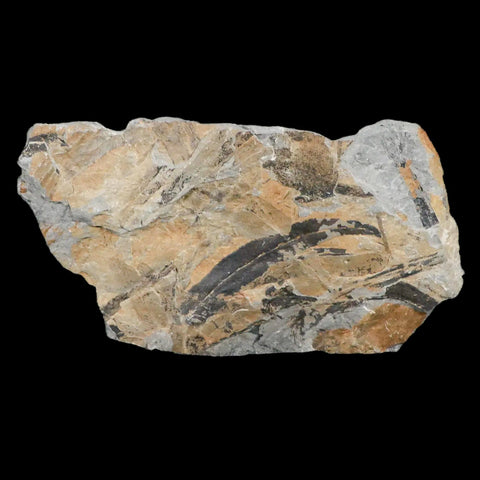 Macroneuropteris Scheuchzeri Plant Leaf Fossil Carboniferous Age Breathitt FM, KY - Fossil Age Minerals
