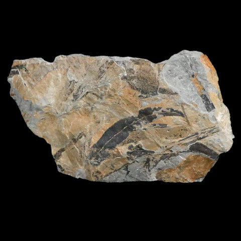 Macroneuropteris Scheuchzeri Plant Leaf Fossil Carboniferous Age Breathitt FM, KY - Fossil Age Minerals