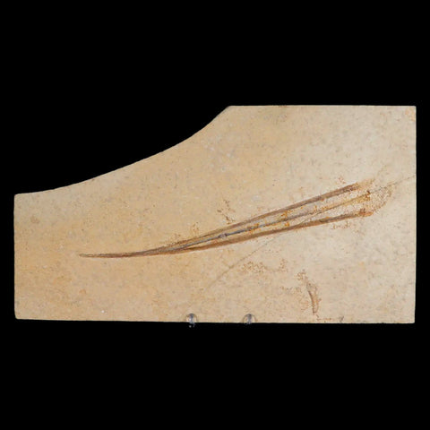 8.8" Plesioteuthis Prisca Fossil Squid Upper Jurassic Age Solnhofen FM Germany - Fossil Age Minerals
