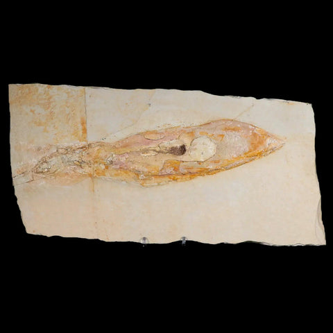 11" Plesioteuthis Prisca Fossil Squid Upper Jurassic Age Solnhofen FM Germany - Fossil Age Minerals