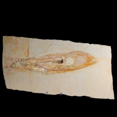 11" Plesioteuthis Prisca Fossil Squid Upper Jurassic Age Solnhofen FM Germany - Fossil Age Minerals