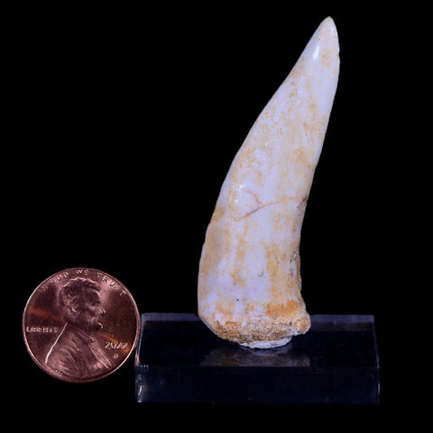 XL 2.1" Saber Toothed Herring Fossil Fang Enchodus Libycus Cretaceous COA Stand - Fossil Age Minerals