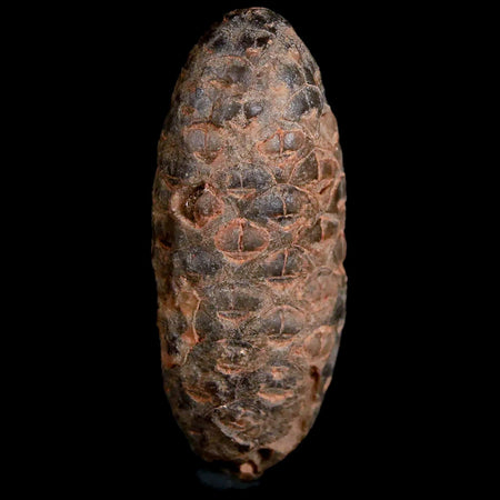 1.7" Fossil Pine Cone Equicalastrobus Replaced By Agate Eocene Age Seeds Fruit