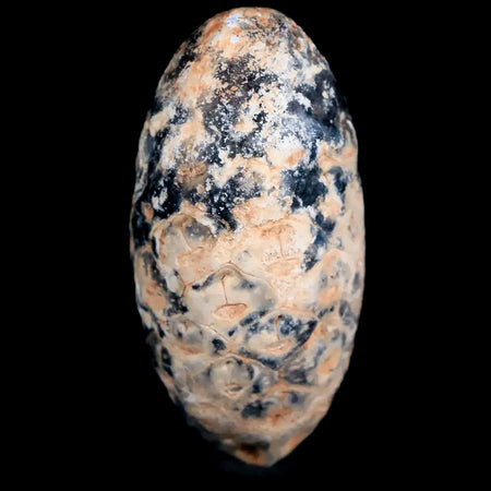 1.4 Fossil Pine Cone Equicalastrobus Replaced By Agate Eocene Age Seeds Fruit