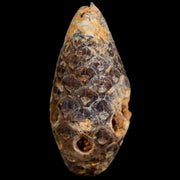 1.6 Fossil Pine Cone Equicalastrobus Replaced By Agate Eocene Age Seeds Fruit