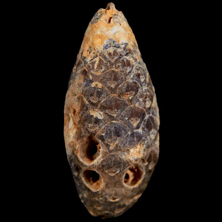 1.6 Fossil Pine Cone Equicalastrobus Replaced By Agate Eocene Age Seeds Fruit