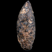 1.7 Fossil Pine Cone Equicalastrobus Replaced By Agate Eocene Age Seeds Fruit