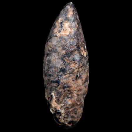 1.7 Fossil Pine Cone Equicalastrobus Replaced By Agate Eocene Age Seeds Fruit
