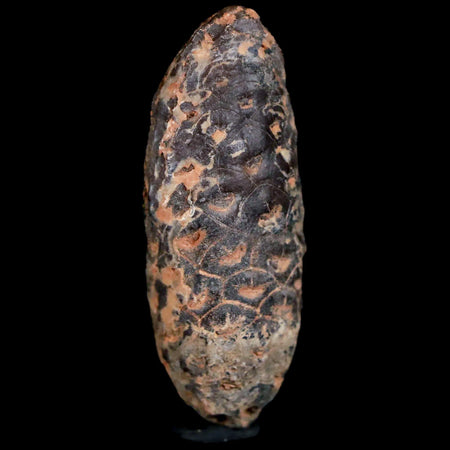 1.8 Fossil Pine Cone Equicalastrobus Replaced By Agate Eocene Age Seeds Fruit