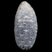 1.5 Fossil Pine Cone Equicalastrobus Replaced By Agate Eocene Age Seeds Fruit