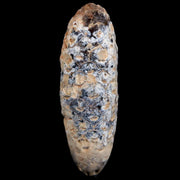 1.8 Fossil Pine Cone Equicalastrobus Replaced By Agate Eocene Age Seeds Fruit
