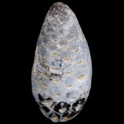 1.3 Fossil Pine Cone Equicalastrobus Replaced By Agate Eocene Age Seeds Fruit
