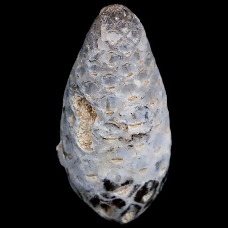 1.3 Fossil Pine Cone Equicalastrobus Replaced By Agate Eocene Age Seeds Fruit