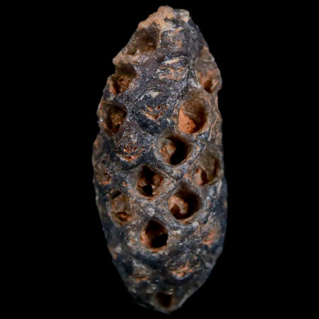 1.5 Fossil Pine Cone Equicalastrobus Replaced By Agate Eocene Age Seeds Fruit