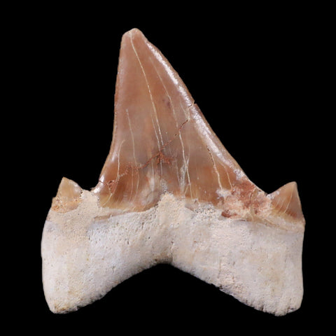 2" Otodus Obliquus Shark Fossil Tooth Specimen Oued Zem Morocco COA - Fossil Age Minerals