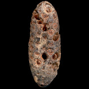 XL 2 Fossil Pine Cone Equicalastrobus Replaced By Agate Eocene Age Seeds Fruit