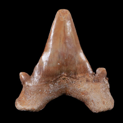1.9" Otodus Obliquus Shark Fossil Tooth Specimen Oued Zem Morocco COA - Fossil Age Minerals
