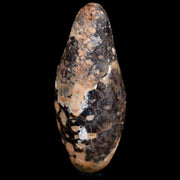 1.9 Fossil Pine Cone Equicalastrobus Replaced By Agate Eocene Age Seeds Fruit
