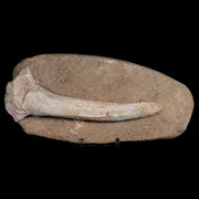 8.2" Crocodile Fossil Bone Cretaceous Age Kem Kem Morocco Crocodilian Stand