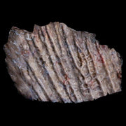 3.3" Koskinonodon Metoposaurus Scute Triassic Age Chinle Formation Arizona