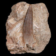 1.8" Plesiosaur Zarafasaura Tooth Fossil In Matrix Cretaceous Dinosaur Era COA