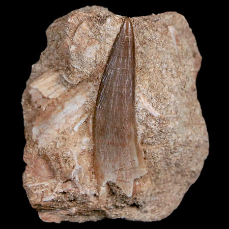 1.2" Plesiosaur Zarafasaura Tooth Fossil In Matrix Cretaceous Dinosaur Era COA