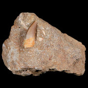0.9" Plesiosaur Zarafasaura Tooth Fossil In Matrix Cretaceous Dinosaur Era COA