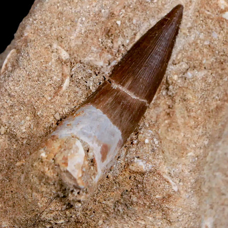 1.8" Plesiosaur Zarafasaura Tooth Fossil In Matrix Cretaceous Dinosaur Era COA