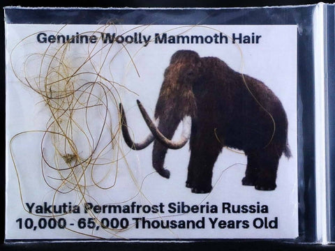 Genuine Woolly Mammoth Hair Pleistocene Yakutia Permafrost Siberia Russia COA - Fossil Age Minerals