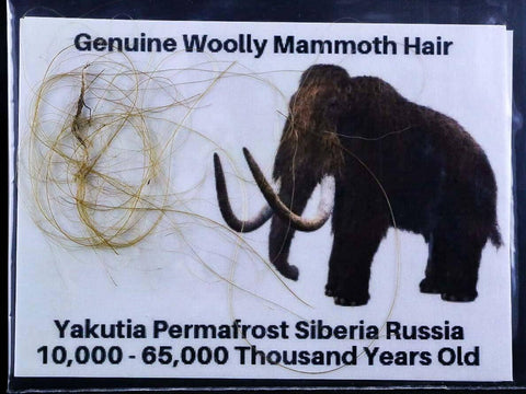 Genuine Woolly Mammoth Hair Pleistocene Yakutia Permafrost Siberia Russia COA - Fossil Age Minerals