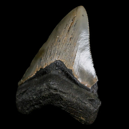 2.4" Quality Megalodon Shark Tooth Serrated Fossil Natural Miocene Age COA