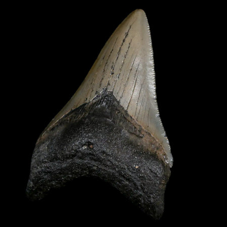 3.2" Quality Megalodon Shark Tooth Serrated Fossil Natural Miocene Age COA