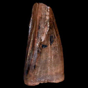 0.6" Tyrannosaur Fossil Premax Tooth Cretaceous Dinosaur Judith River FM MT COA