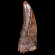 0.7" Nanotyrannus Tyrannosaurus Fossil Premax Tooth Dinosaur Hell Creek MT COA