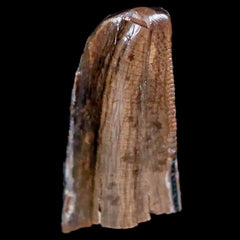 Nanotyrannus Fossils