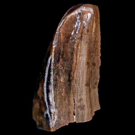 0.6" Nanotyrannus Tyrannosaurus Fossil Premax Tooth Dinosaur Hell Creek MT COA