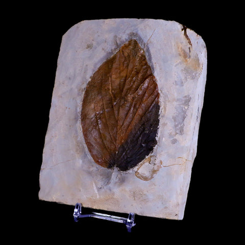 3.6" Beringiaphyllum Cupaniodes Fossil Plant Leaf Paleocene Age Glendive MT Stand - Fossil Age Minerals