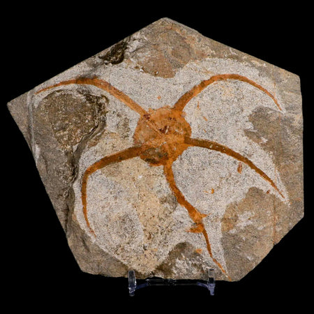 3.9" Brittlestar Ophiura Sp Starfish Fossil Ordovician Age Morocco COA & Stand