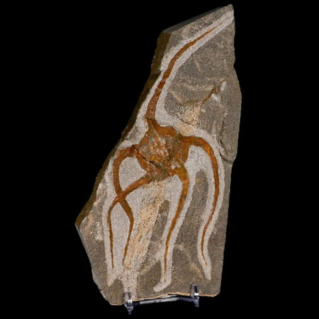 5.1" Brittlestar Ophiura Sp Starfish Fossil Ordovician Age Morocco COA & Stand