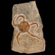 3.4" Brittlestar Ophiura Sp Starfish Fossil Ordovician Age Morocco COA & Stand