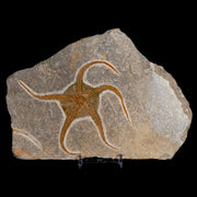 3.4" Brittlestar Ophiura Sp Starfish Fossil Ordovician Age Morocco COA & Stand