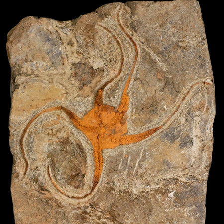 4.6" Brittlestar Ophiura Sp Starfish Fossil Ordovician Age Morocco COA & Stand